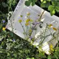 Pokyny IFLA pro zelené knihovny: Příručka pro postupnou implementaci